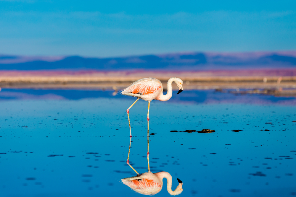 Flamingos in the Atacama, Chile