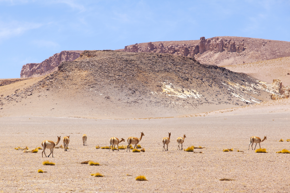 A group of wild Vicunas on the Andes Mountain, near San Pedro de Atacama.