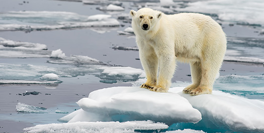 Expedition Cruising - Day 2 to 11