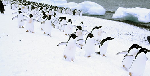 Arrive Antarctica