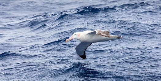 Drake Passage & South Shetland- Day 3 & 4