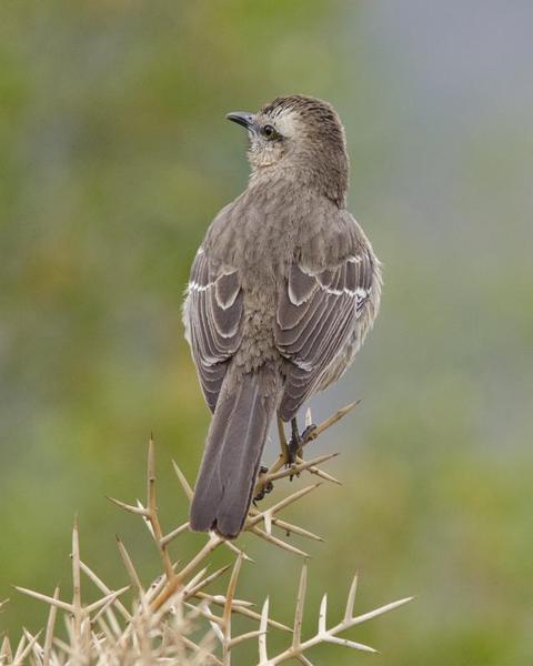 The Chilean mockingbird. 