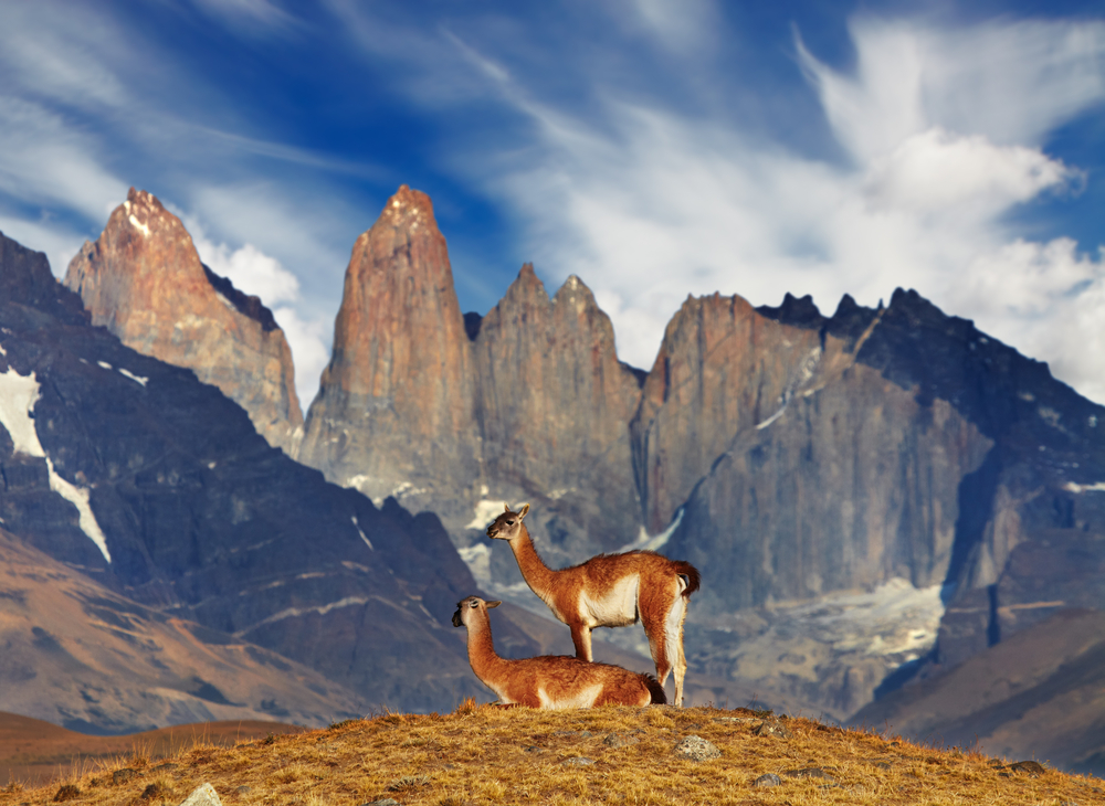 Wildlife of Chile: Guanacos in Torres del Paine, Chile.