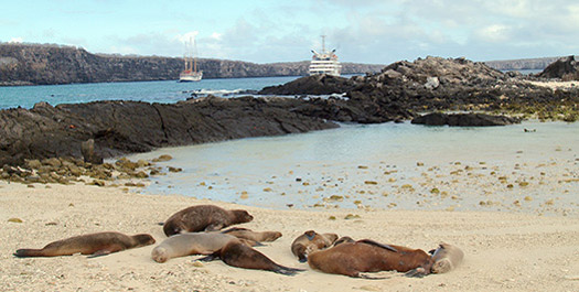 Isla Genovesa