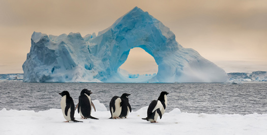 Antarctica & South Shetland Islands - Days 3 to 6