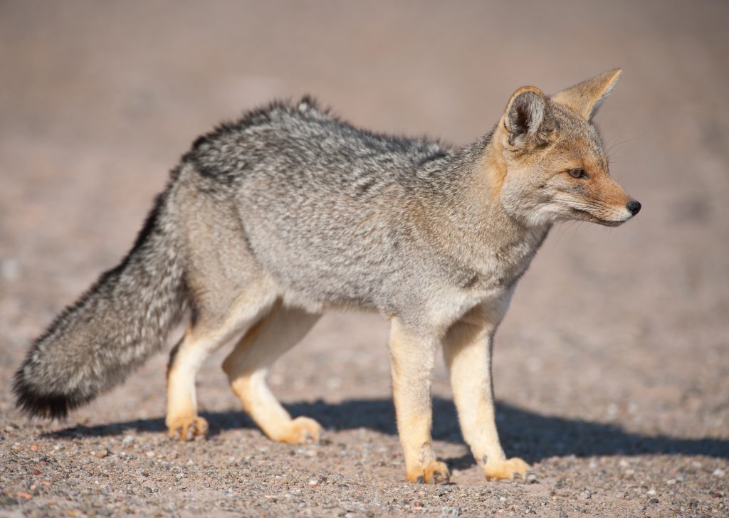 Patagonian Grey Fox in desert landscape.