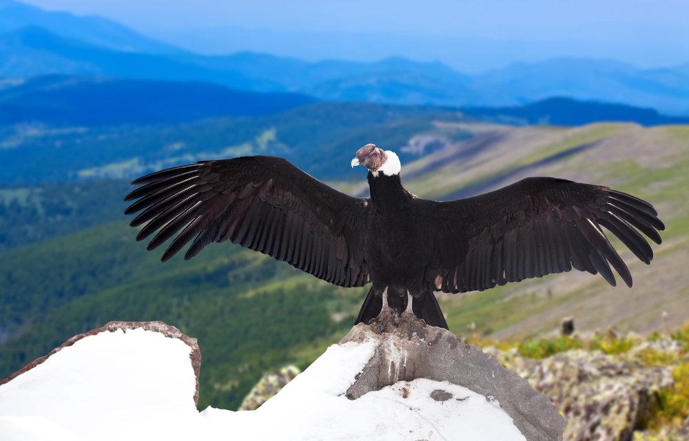 andean condor on top of mountain with wide span and mountains in background