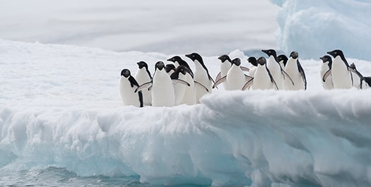 Exploring the Antarctic Peninsula - Day 4 to 6