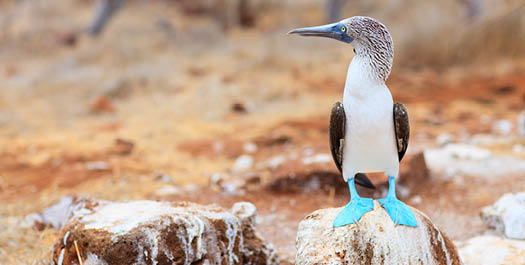 North Seymour Island - Departure