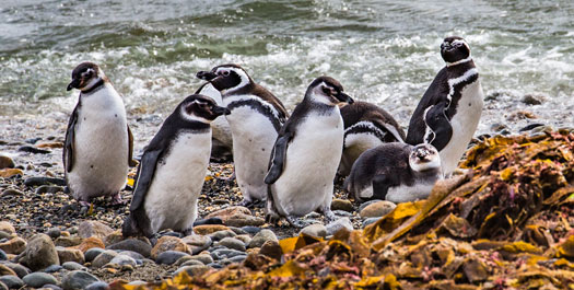 Explore Southern Patagonia