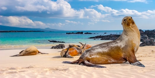Genovesa Island