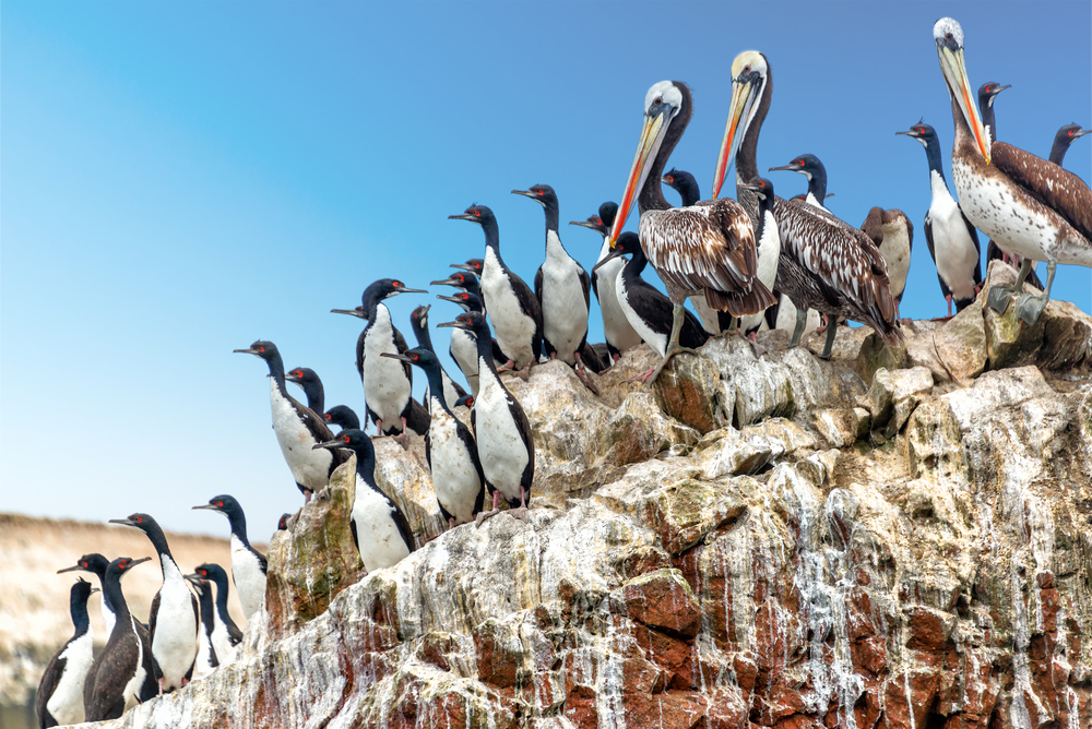 Pelicans in Ballestas Islands. 