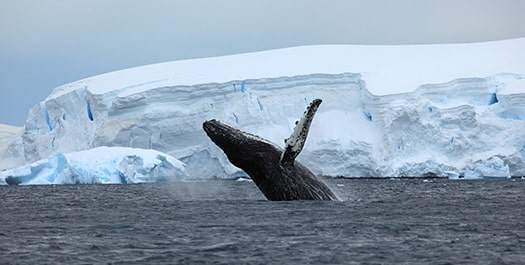 Scheduled return flight from Antarctica