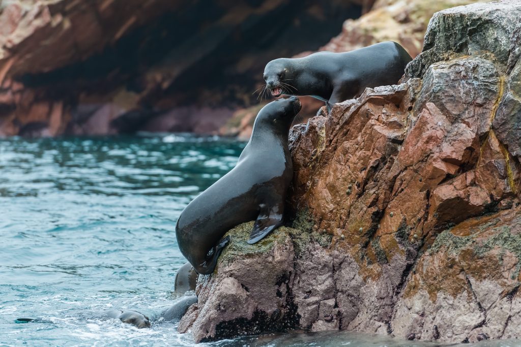 Sea lions in Ballestas Islands. 