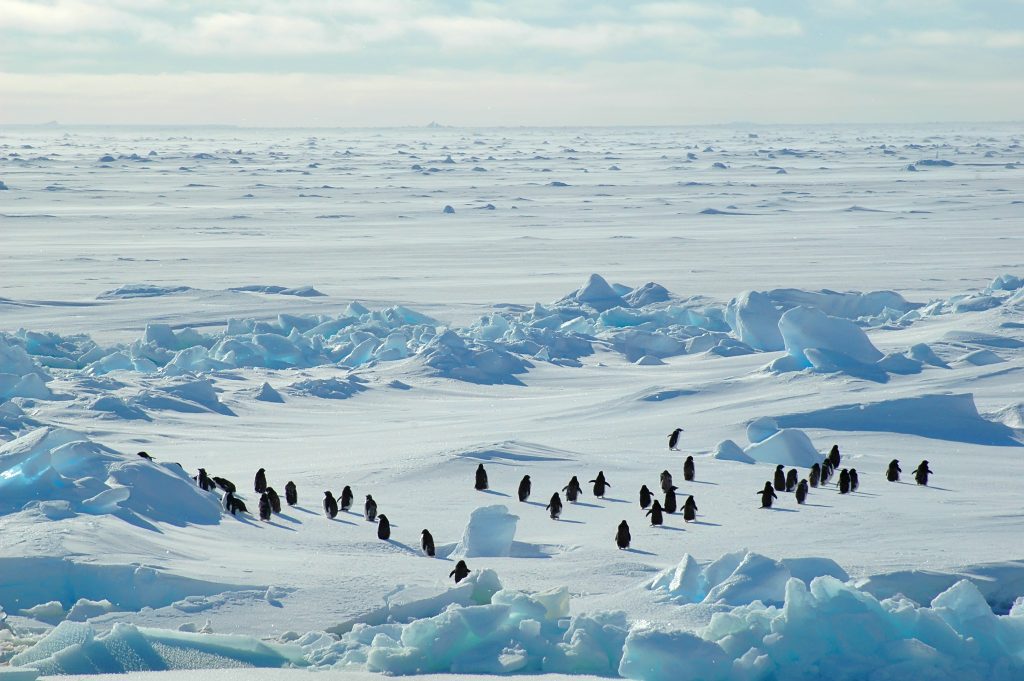 penguin colony in antarctica