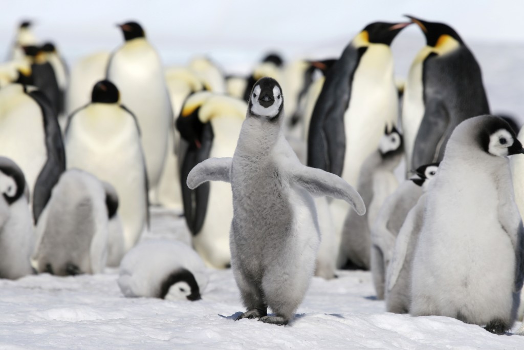 Penguin Species