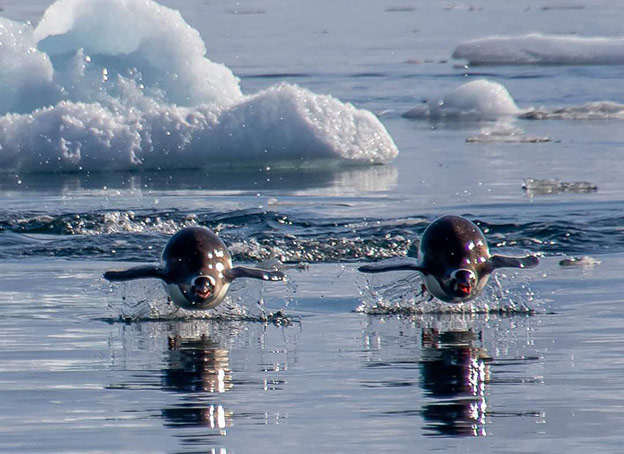 Antarctica Animals: 2 Gentoo Penguins leaping out of the water while swimming.