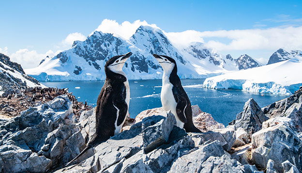 Antarctica Animals - 2 Chinstrap penguins on the Antarctica Peninsula