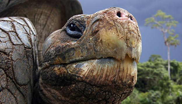 Galpagos Tortoise - close up