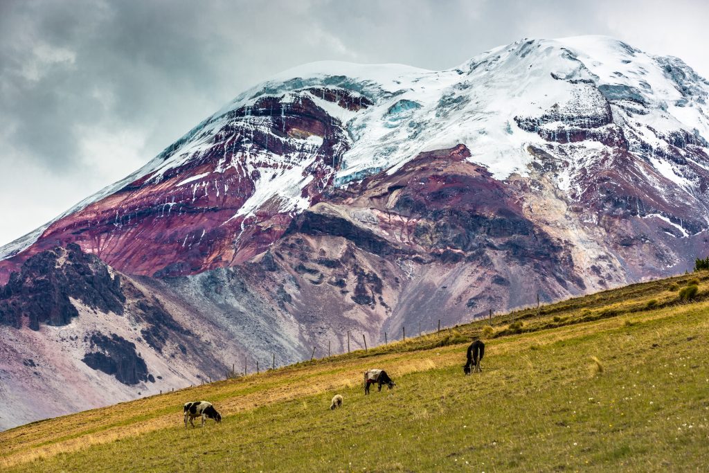 Cows grazing at the buttom of Chimborazo vulcano in Ecuador