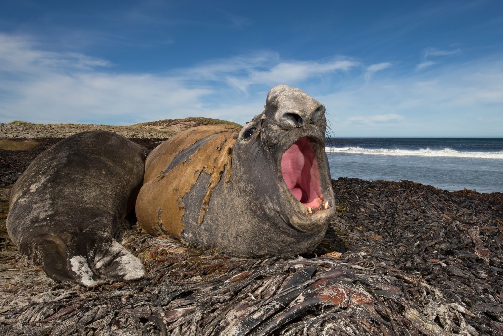 Elephant Seal.