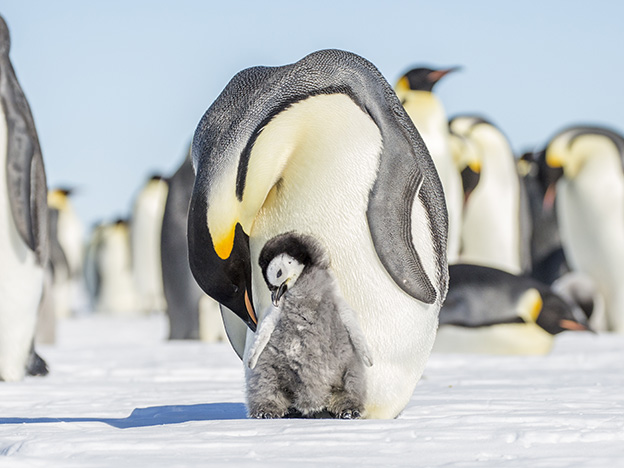Antarctica Animals: Emperor penguin feeds its chick in the icy Antarctic environment