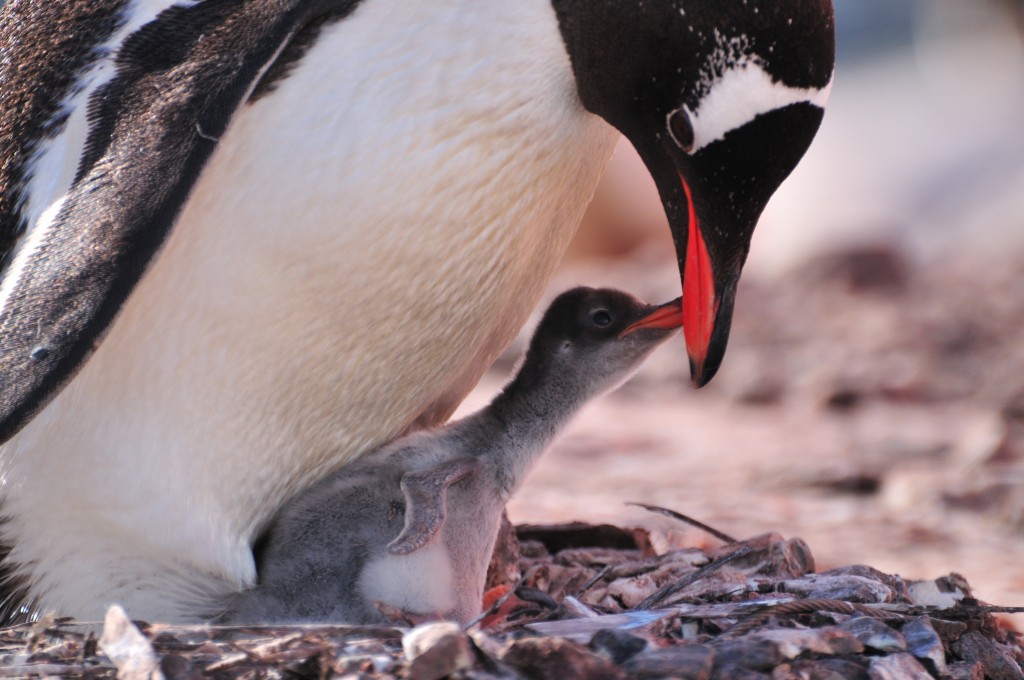 Gentoo Penguin with chick.