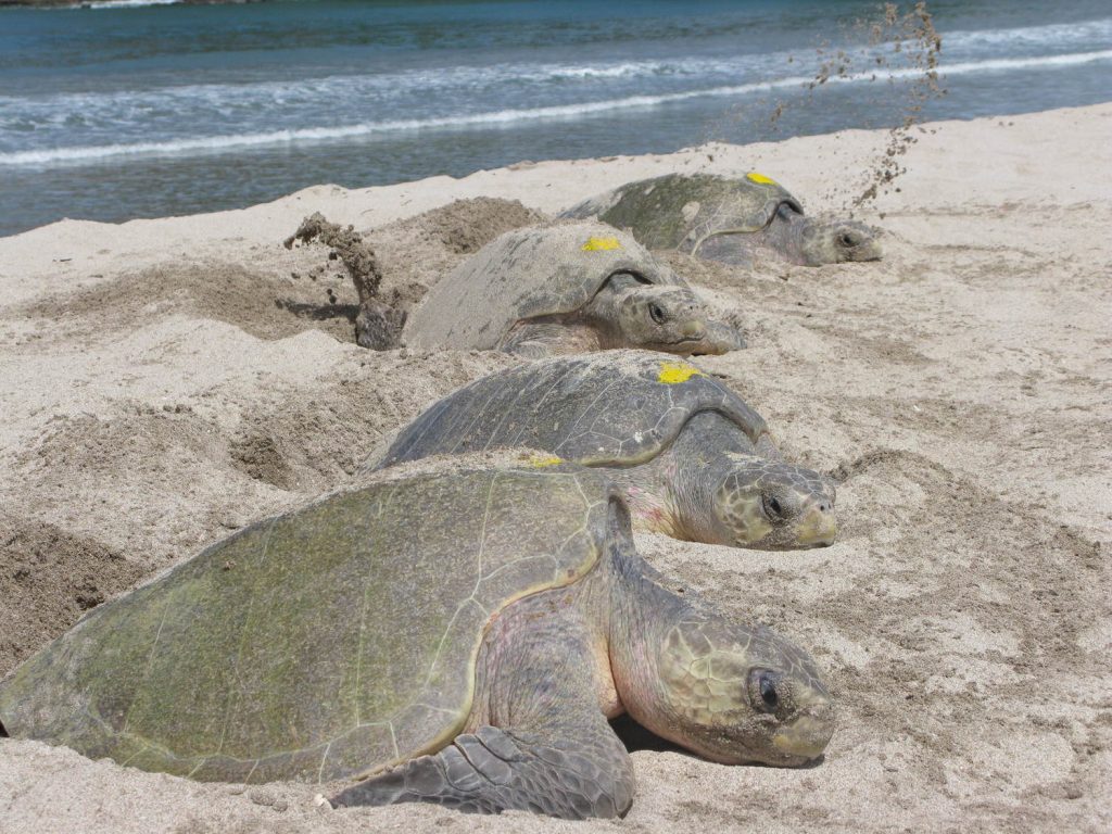 Hatching sea turtles