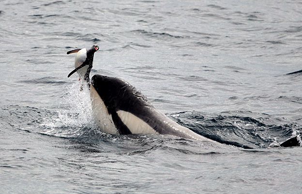 A killer whale (orca) cruelly plays with a gentoo penguin