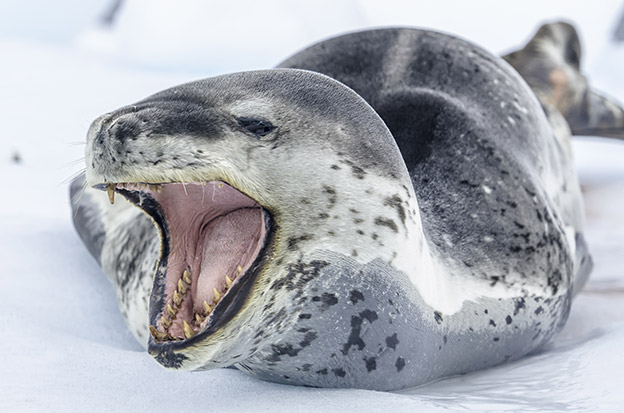 Antarctica Wildlife: Leopard Seal