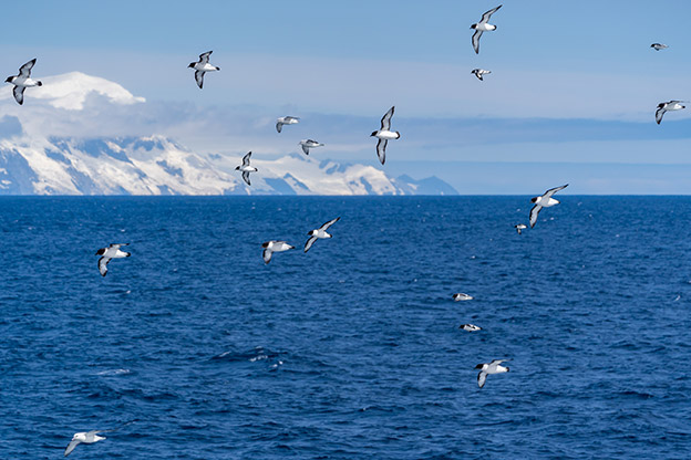Petrels and Fulmars in the Southern Ocean near the Antarctic Peninsula
