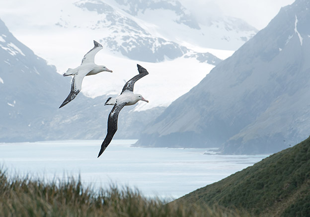 Antarctica Animals: 2 Wandering albatross fly in the sky in front of mountains in South Georgia, Antarctica
