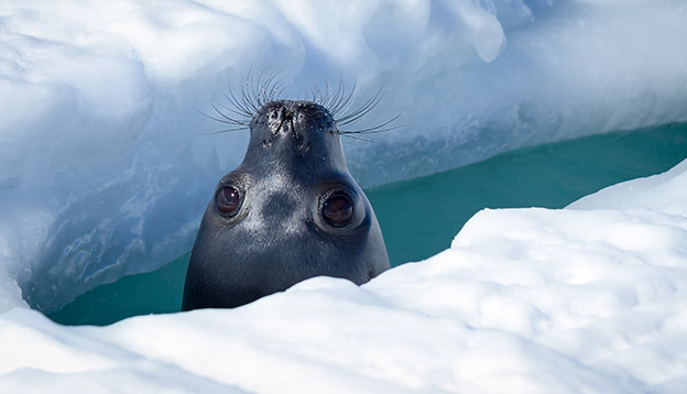 Weddell seal peeking up through a breathing hole in the ice. Photo: Shutterstock