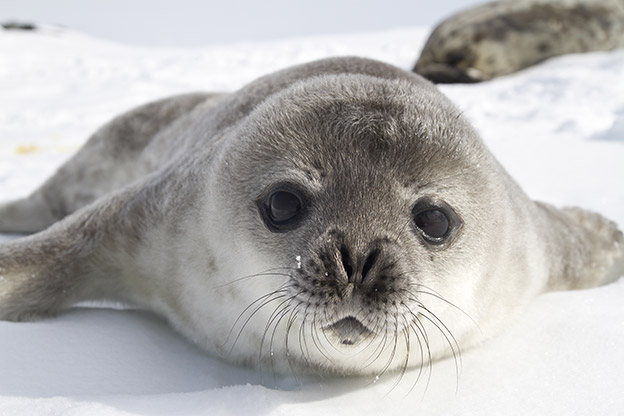 Weddell Seal pup