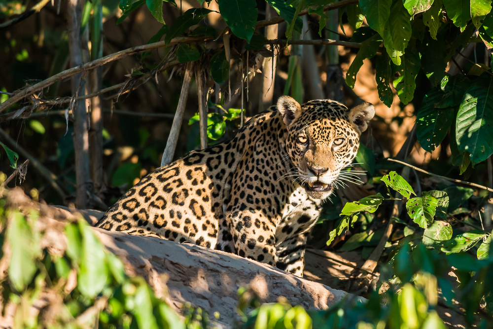 A Jaguar in the Peruvian Amazonian Jungle. 