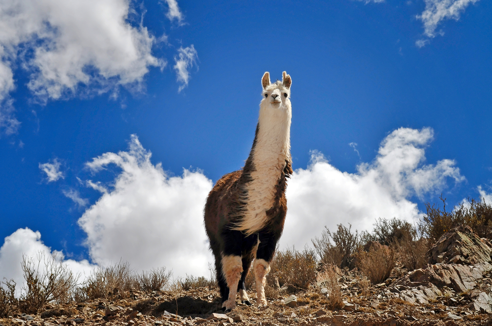 Alpacas living in the Andes Mountains in Argentina