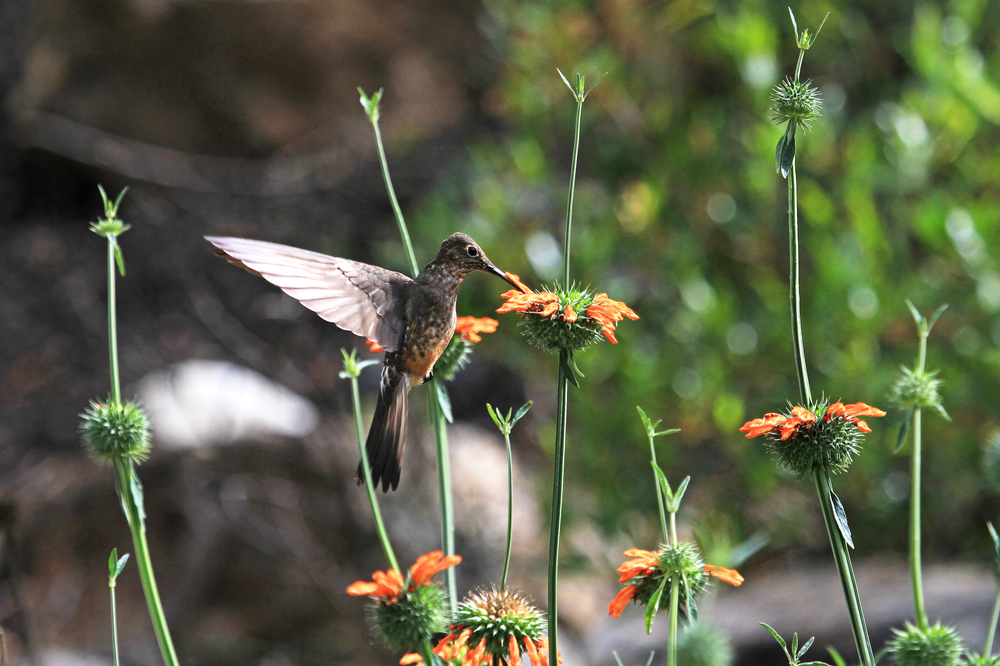 Nice hummingbird feeding on orange flower in the mountains of northern Peru