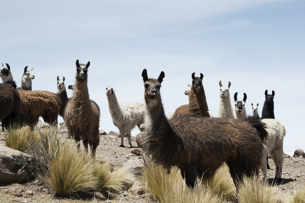 Llamas around the bolivian salt desert. 