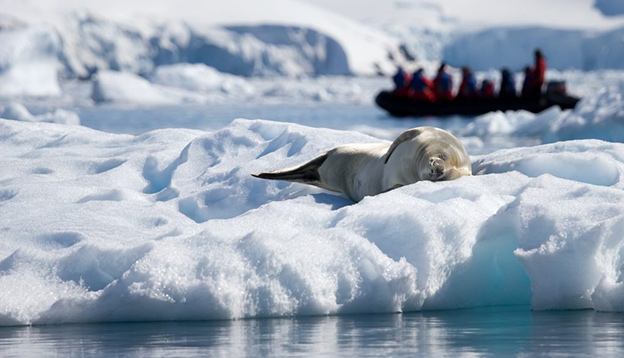 crab eater seals rest in the sun in Antarctica