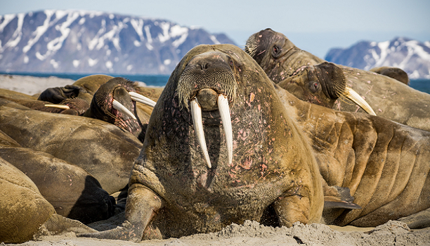 Walrus lying with the group, Spitsbergen.