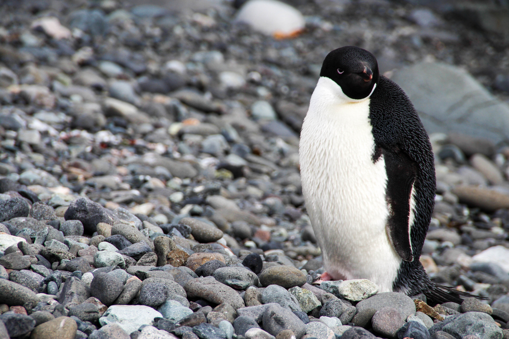 An Adelie penguin on King George Island, Antarctica