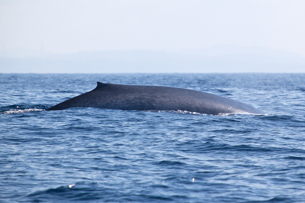 A Blue Whale.