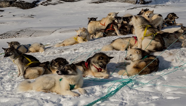 A team of Greenland husky dogs, West Greenland. 