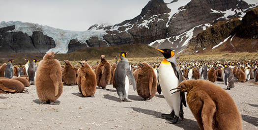 South Georgia - Day 10 to 13