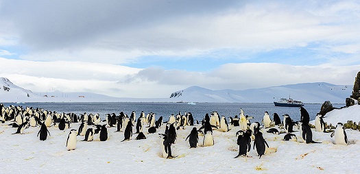 S. Shetland Islands & Antarctica - Days 14-18