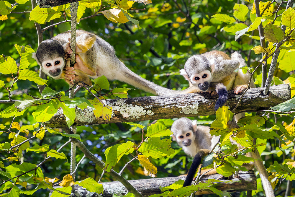Three squirrel monkeys on the tree in the Amazon
