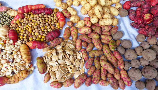 Meollco and Oca tubers - cultivate in Peru, Bolivia and Ecuador, along with beans and potato seeds on the display at food market