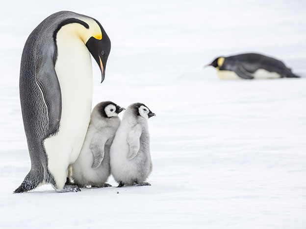 Penguin Facts: Emperor Penguin and 2 chicks in Antarctica
