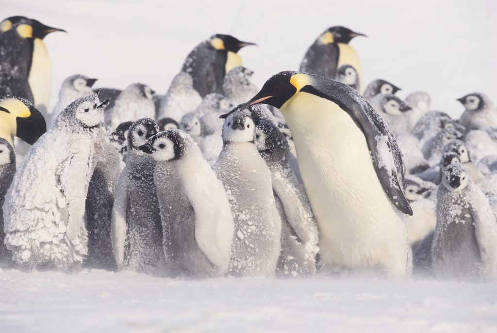 emperor penguins and their babies in the snow