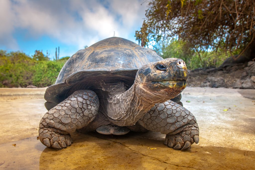 Tortoise on the Galapagos Islands- tr unique wildlife here makes it one of the best travel destinations for family reunions 
